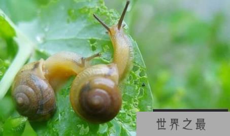 世界上最小的蜗牛：体长0.6毫米，小过针眼的超微蜗牛