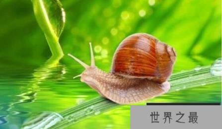 世界上最小的蜗牛：体长0.6毫米，小过针眼的超微蜗牛