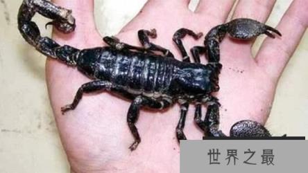 世界上最大的蝎子：真帝王蝎，体长0.4米(成年人手掌的2倍)