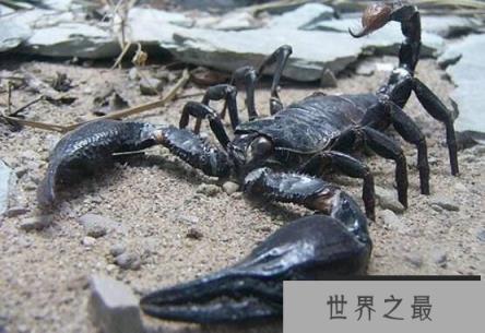世界上最大的蝎子：真帝王蝎，体长0.4米(成年人手掌的2倍)