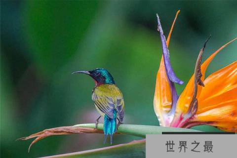 世界十大最奇特的鸟 加州秃鹰以尸体为食物令人恐惧