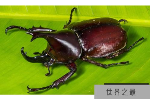 全球十大珍稀昆虫排行榜 第二名已经灭绝，第九名为蝴蝶