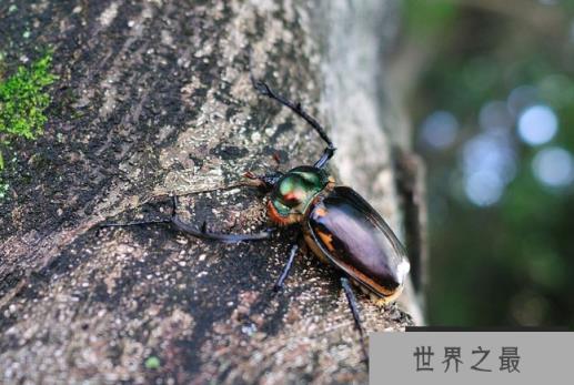 全球十大珍稀昆虫排行榜 第二名已经灭绝，第九名为蝴蝶