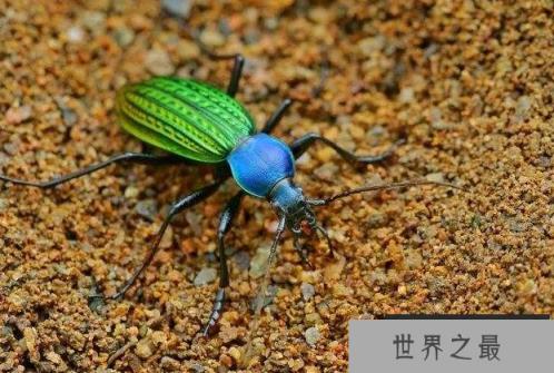 全球十大珍稀昆虫排行榜 第二名已经灭绝，第九名为蝴蝶