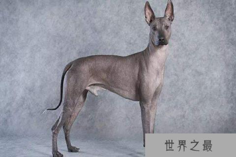 世界上十大最丑的狗 墨西哥无毛犬腿细短皮肤皱巴