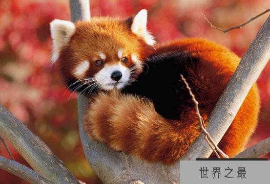 全球最美动物排行榜 白虎黑豹上榜，红狐狸又魅又美
