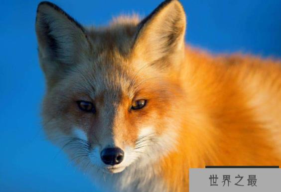 全球最美动物排行榜 白虎黑豹上榜，红狐狸又魅又美