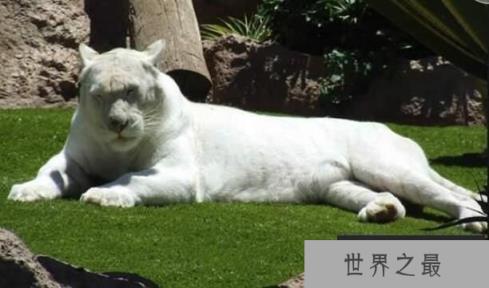 世界上最白的老虎：纯白虎，神秘美丽又高贵的老虎(仅存200只)