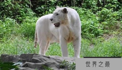 世界上最白的老虎：纯白虎，曾与自己女儿交配的老虎(仅存200只)