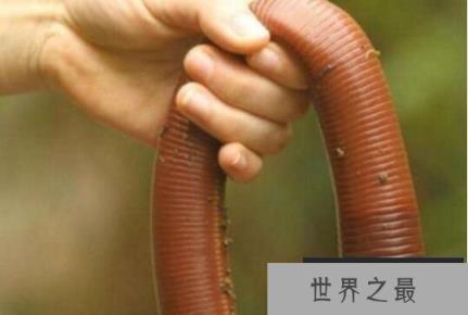 世界上最大的蚯蚓：澳大利亚巨型蚯蚓，最大体长3米(存活5年以上)