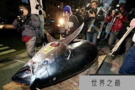 世界上最大的金枪鱼：重834斤的巨大尾鱼（日本胜浦鱼港捕获）