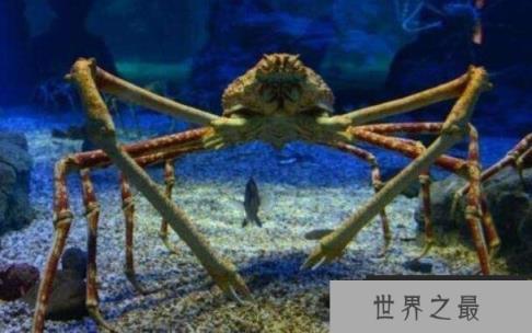 揭秘深海十大怪物，每种都让人惊掉下巴（有些怪物竟是美食）