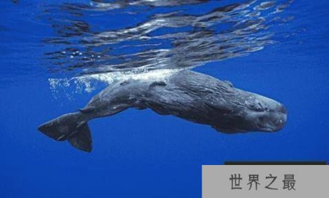 揭秘深海十大怪物，每种都让人惊掉下巴（有些怪物竟是美食）