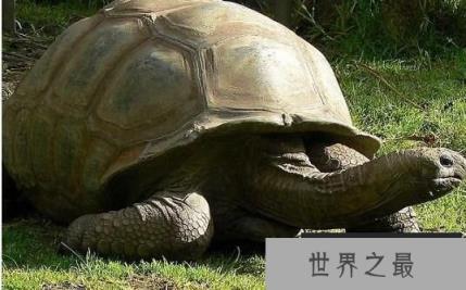 世界上最长寿的乌龟：阿尔达不拉巨龟，活了250岁