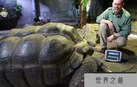 世界上最长寿的乌龟：阿尔达不拉巨龟，活了250岁