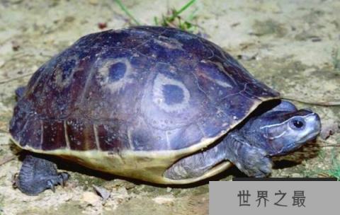 世界上最珍贵的龟：云南闭壳龟，我国独有的龟种(濒临灭绝)