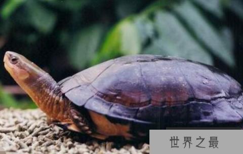 世界上最珍贵的龟：云南闭壳龟，我国独有的龟种(濒临灭绝)