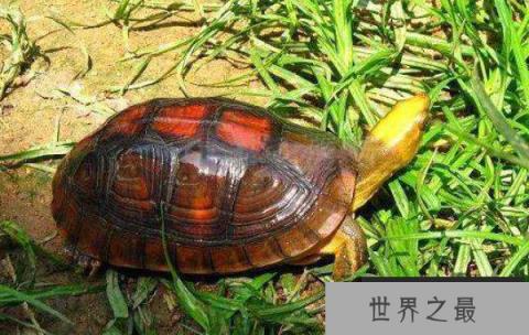 世界上最珍贵的龟：云南闭壳龟，我国独有的龟种(濒临灭绝)