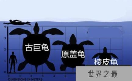 地球上最大的乌龟：古巨龟，重达2000多公斤的史前大龟