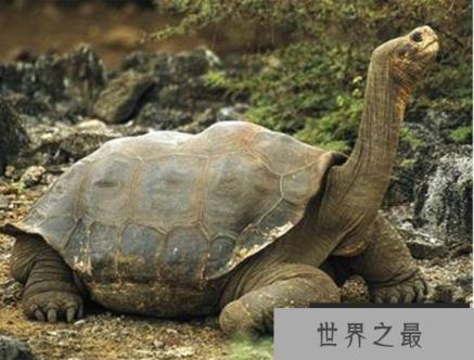 世界上最大的陆龟：加拉帕戈斯象龟，体长1.2米，寿命200岁