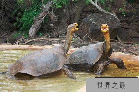 世界上最大的陆龟：加拉帕戈斯象龟，体长1.2米，寿命200岁
