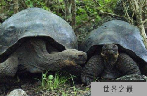 世界上最大的陆龟：加拉帕戈斯象龟，体长1.2米，寿命200岁