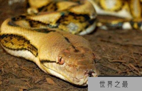 世界上最大的蟒蛇：网纹蟒，体长14.85米的超级大蛇