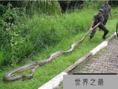 世界上最大的蟒蛇：网纹蟒，体长14.85米的超级大蛇