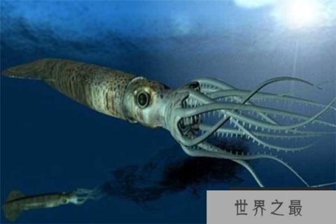 海里最可怕的动物排行榜 虎鲸上榜牛鲨相当恐怖
