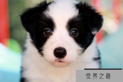 全球十大智商最高的动物排行榜