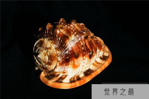 世界上最珍贵的贝类排行榜 唐冠螺凤尾螺上榜特别珍贵
