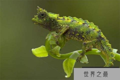 世界上最小的生物排名