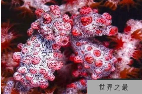 世界上最小的生物排名