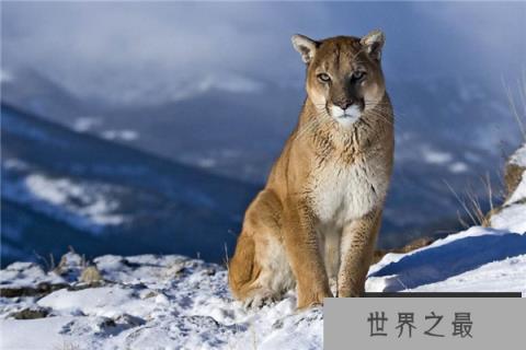 中型猫科动物实力排名