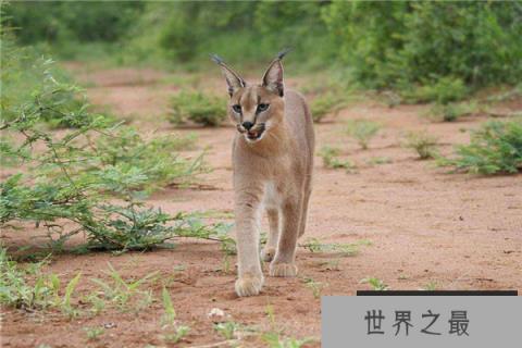 中型猫科动物实力排名
