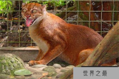 中型猫科动物实力排名