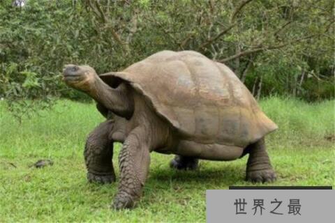 世界最大的十大乌龟 黑海龟数量在减少,榜首基本无争议 世界最大的十大乌龟 黑海龟数量在减少,榜首基本无争议