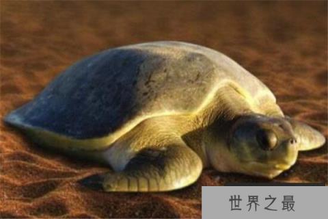 世界最大的十大乌龟 黑海龟数量在减少,榜首基本无争议