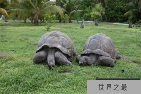 世界最大的十大乌龟 黑海龟数量在减少,榜首基本无争议