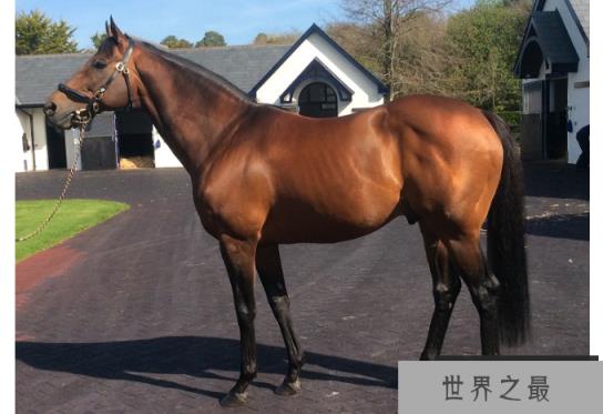 世界十大名马 纯血马位列第一，价值千万美金