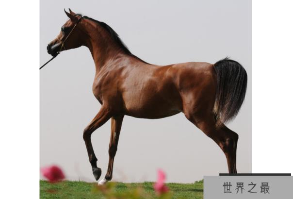 世界十大名马 纯血马位列第一，价值千万美金