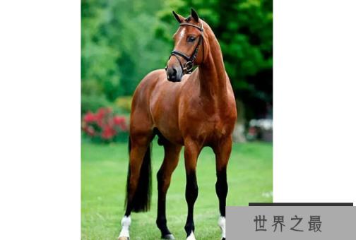 世界十大名马 纯血马位列第一，价值千万美金