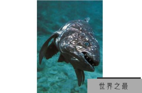 世界十大古老鱼类 这些海底活化石，你认识吗
