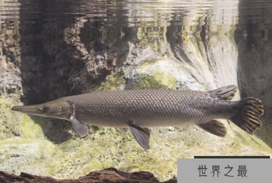 世界十大古老鱼类 这些海底活化石，你认识吗