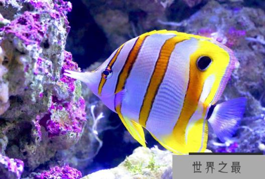 世界十大最漂亮的热带鱼 个个颜值爆表,有你喜欢的吗
