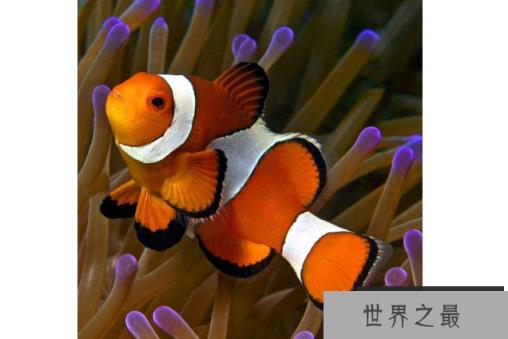 世界十大最漂亮的热带鱼 个个颜值爆表,有你喜欢的吗