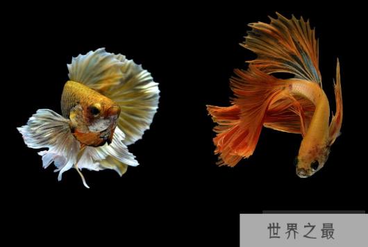 世界十大最漂亮的热带鱼 个个颜值爆表,有你喜欢的吗
