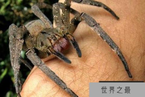 世界十大有毒蜘蛛