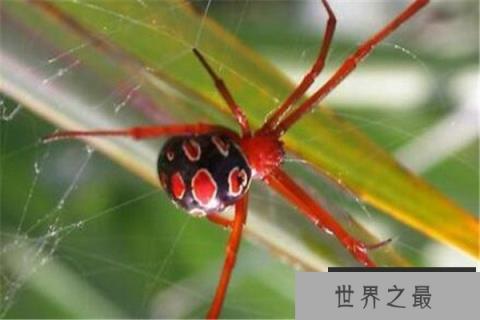 世界最毒十大蜘蛛 红背蜘蛛上榜,悉尼漏斗网蛛15分钟能致死