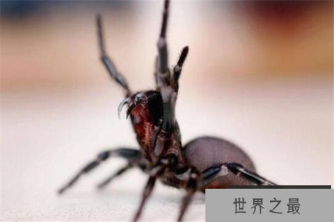 世界最毒十大蜘蛛 红背蜘蛛上榜,悉尼漏斗网蛛15分钟能致死